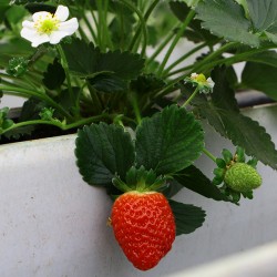 Strawberry/seedlings