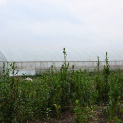 Strawberry and bay leaves