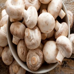 Kalmakha Mushroom