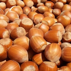 Shelled Hazelnut