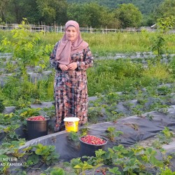 Fati`s Strawberries