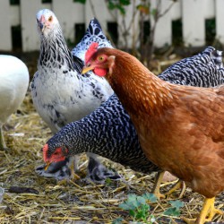 Tsistino`s Chickens